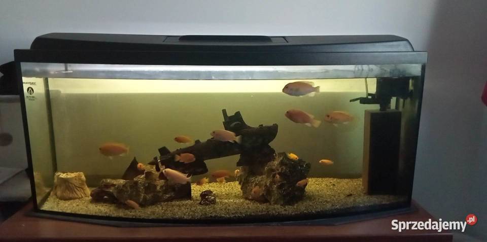 Akwarium 240 l Ryby Elbląg