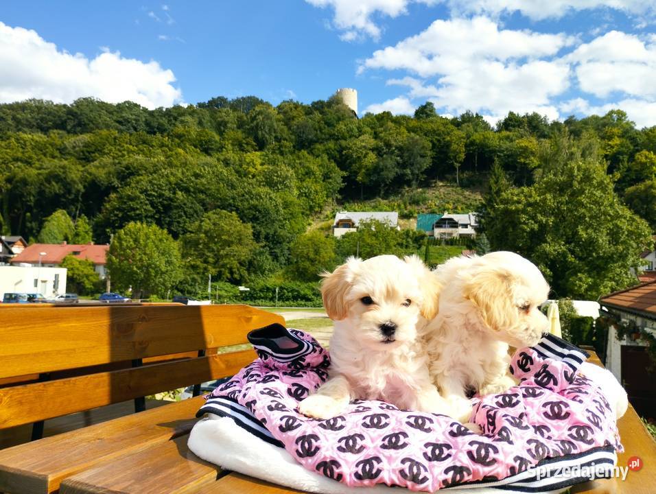 Maltipoo XS rodowodowe maltańczyk pudel Lublin
