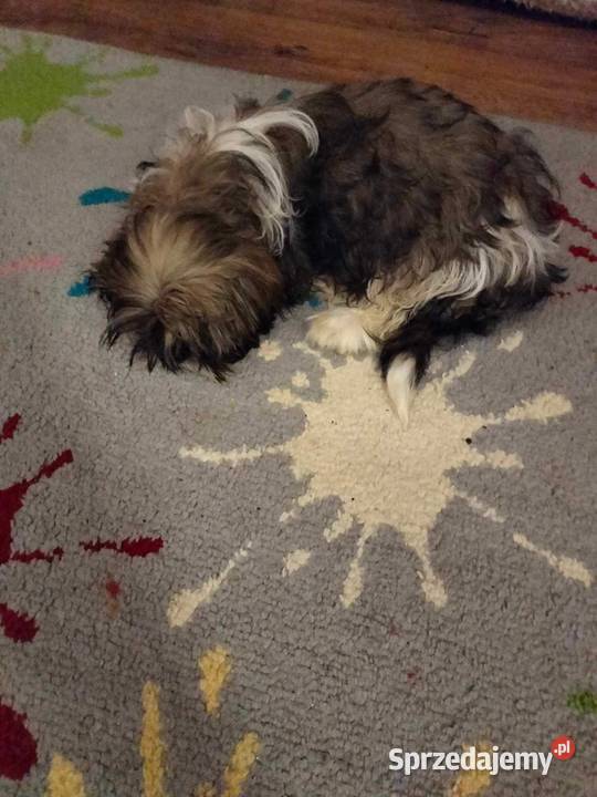 szczeniaczki shih tzu lubelskie Kraczewice Prywatne sprzedam