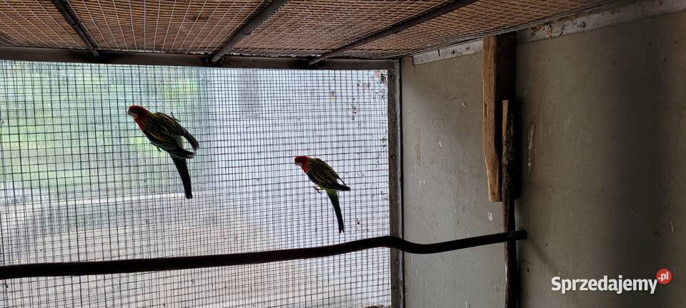 papugi rozele białolice Łaziska sprzedam