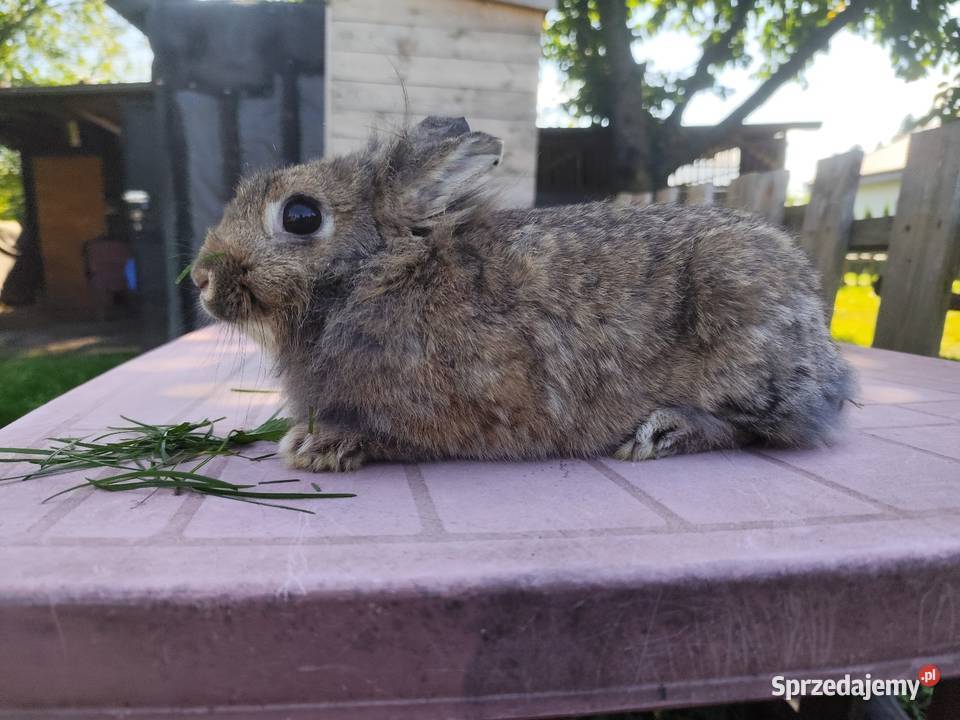 Młoda samiczka miniaturka