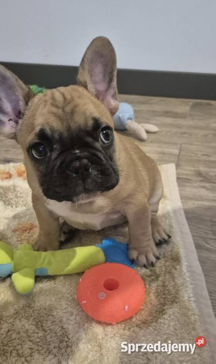 Buldog francuski szczeniaczki Czyżeminek