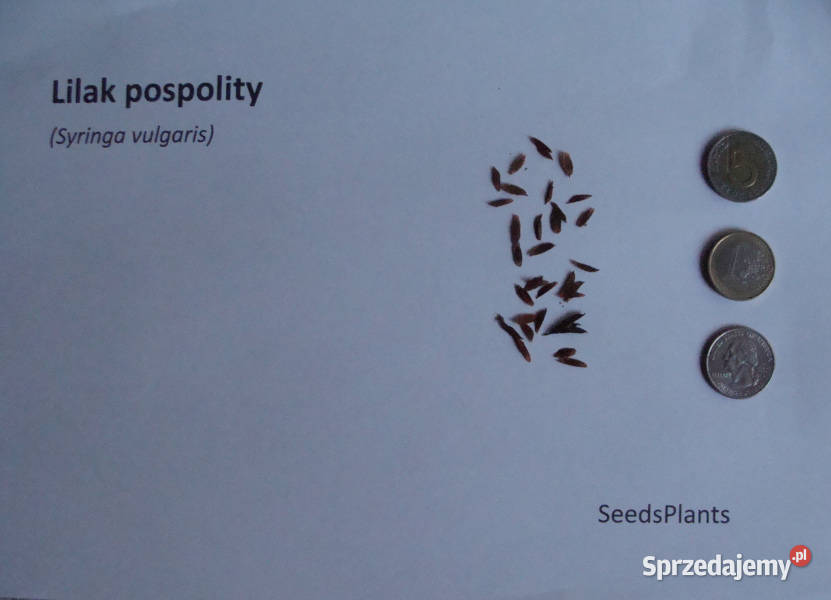 LILAK POSPOLITY Syringa vulgaris NASIONA 1600 kujawsko-pomorskie
