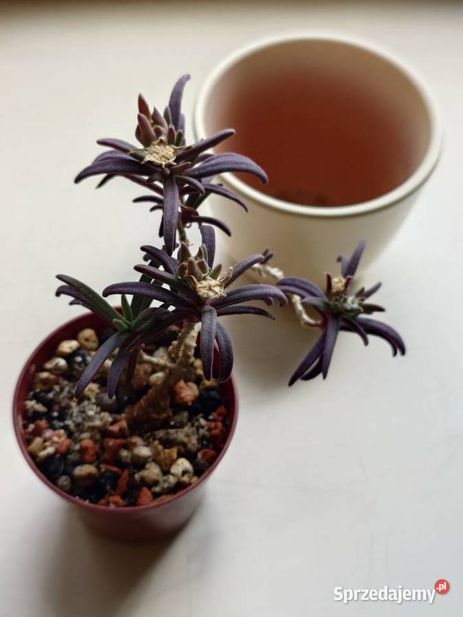 Delosperma bosseranum kaudeks miniatura w Warszawa