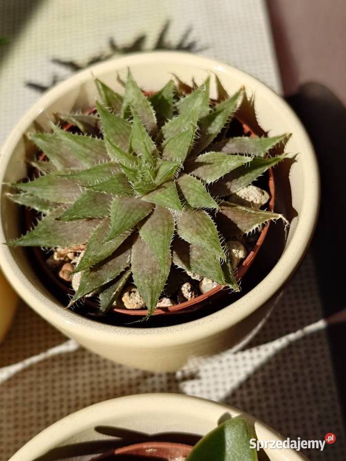 Kpl 4 sukulenty w osłonkach Delosperma Haworthia Warszawa