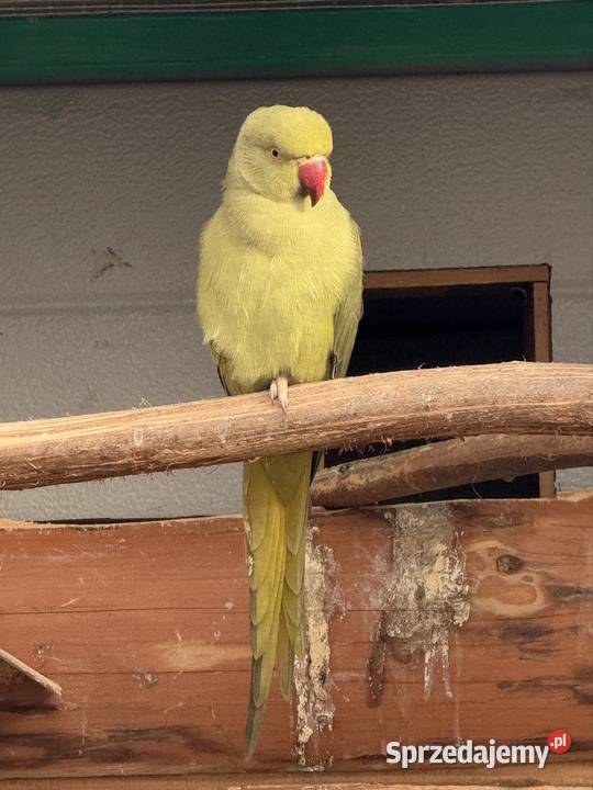 Papugi Aleksandretty obrożne ring neck zielony dolnośląskie Księginice Małe