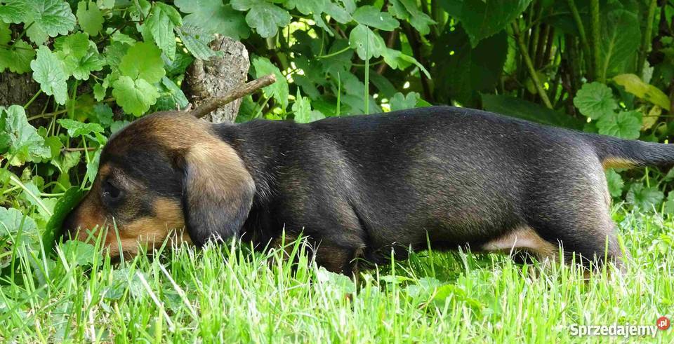 Jamniki szorstkowłose miniaturowe Tychy