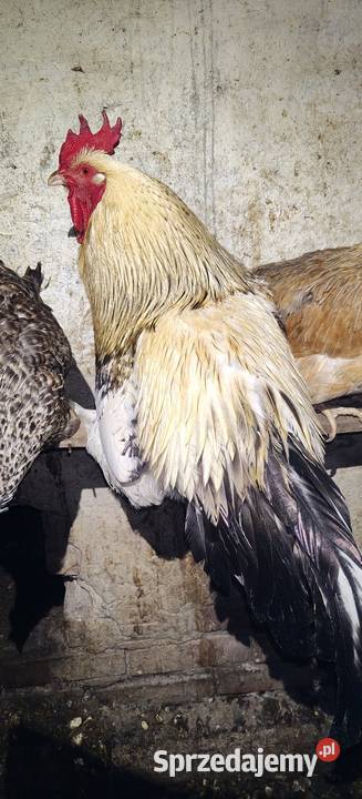 Koguty Strzelce Opolskie