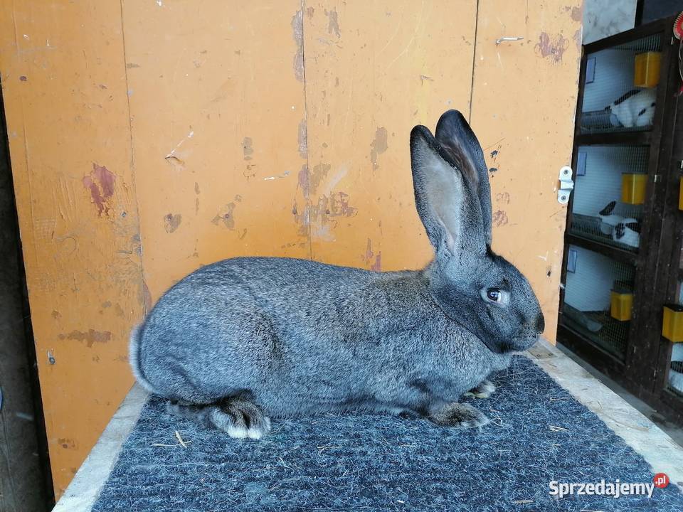 belgijski olbrzym wysyłka