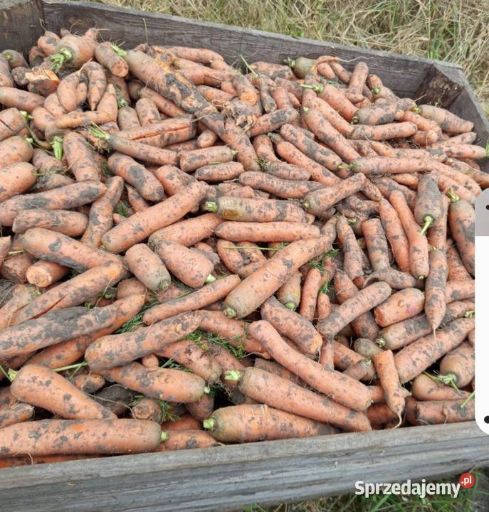 Marchewka niesortowana Wojcieszyce