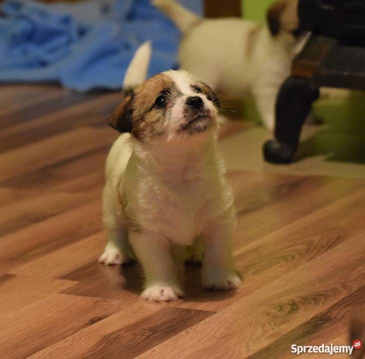 Jack Russell Terrier szczenięta z rodowodem ZKwP mazowieckie Warszawa sprzedam
