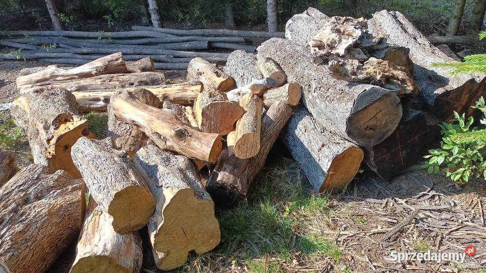 Oliwka europejska deskiplastrybale Mielec