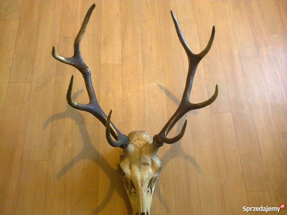 Poroże jelenia z czaszką Lubawa