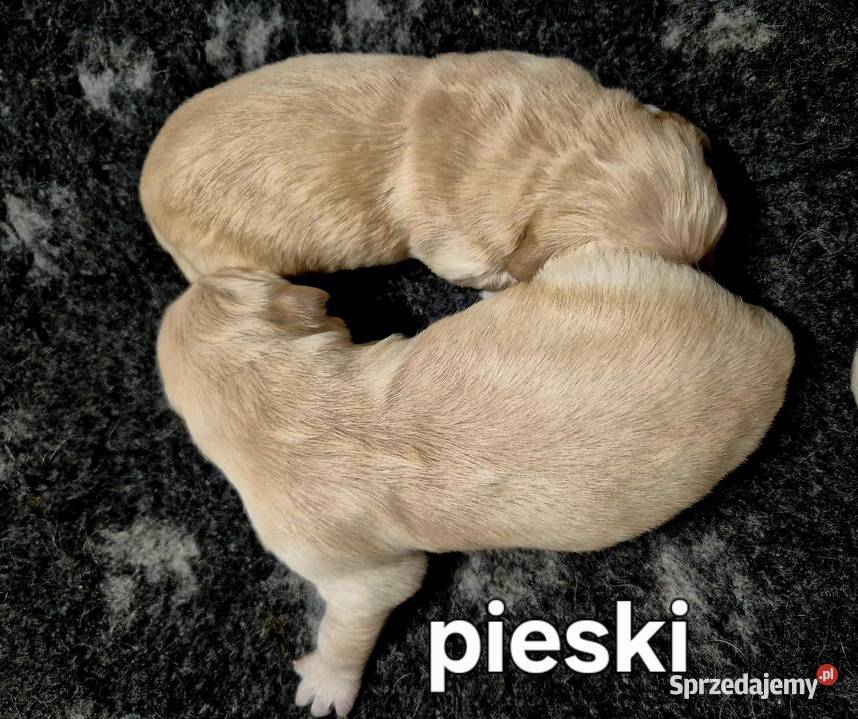 Golden retriever złote szczenięta Golden Retriever Warszawa sprzedam