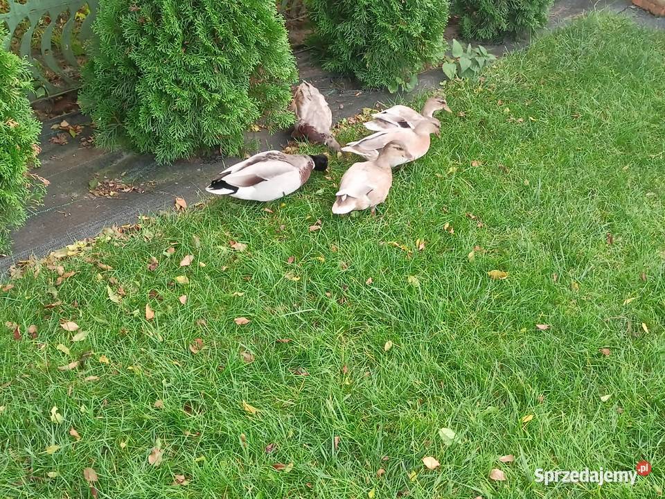 Kaczki call duck Zwoleń sprzedam
