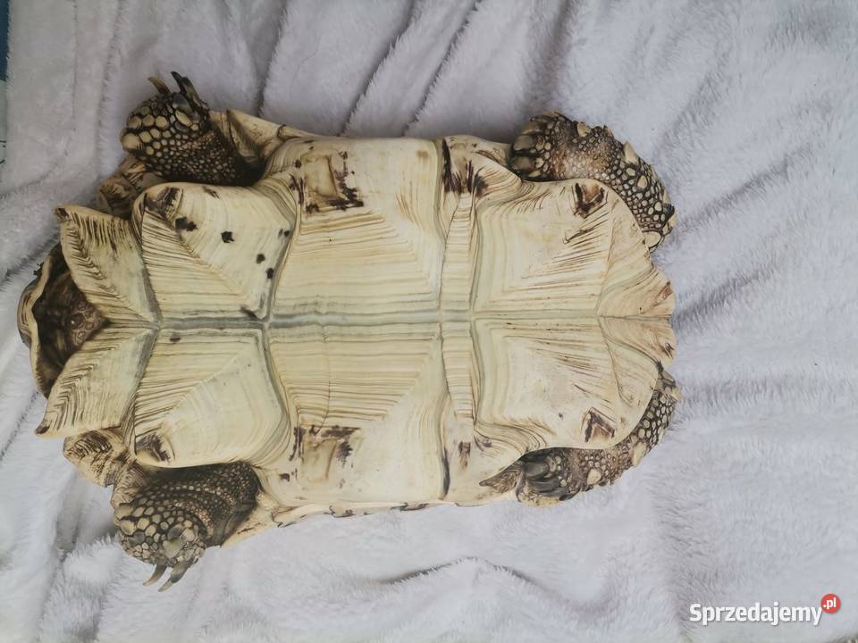 Sprzedam żółwia lamparciego mazowieckie Sochaczew