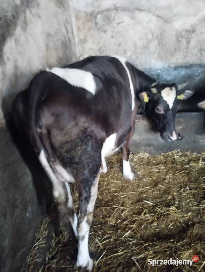 Jałówka cielna 6 miesięcy Baranów