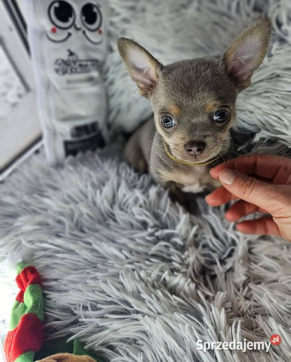 Mini piesek chihuahua Wrocław sprzedam