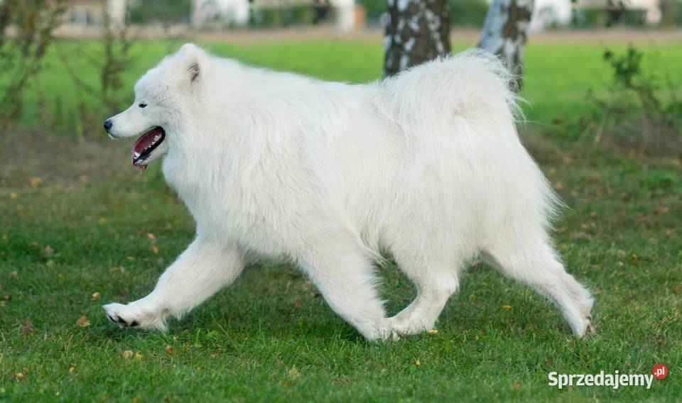 Samoyed piesek szczenię hodowla FCI ZKWP Zielona Góra