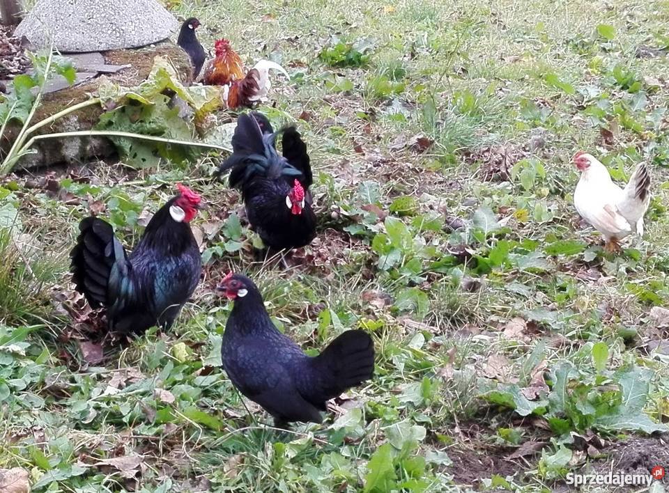 Kury bantamki i seramki pomorskie