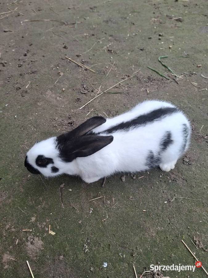 Sprzedam krórlika srokacza niemieckiego Gryzonie