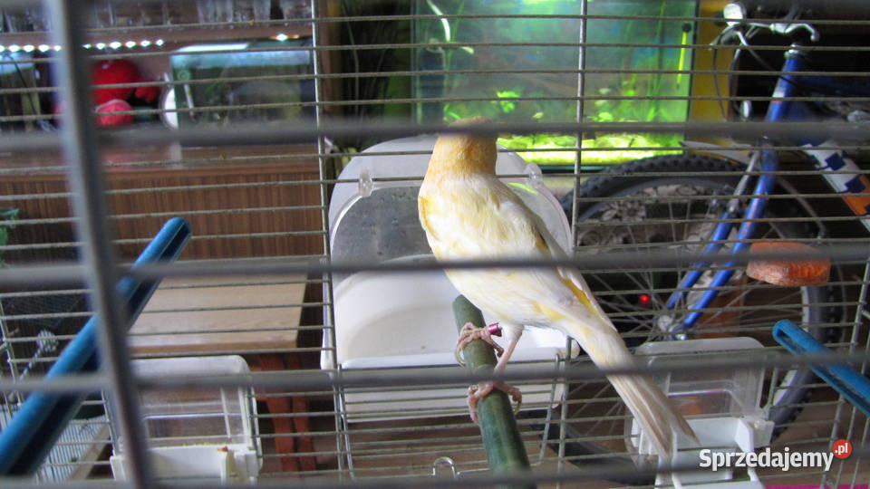 Kanarki na śpiewie kujawsko-pomorskie Toruń