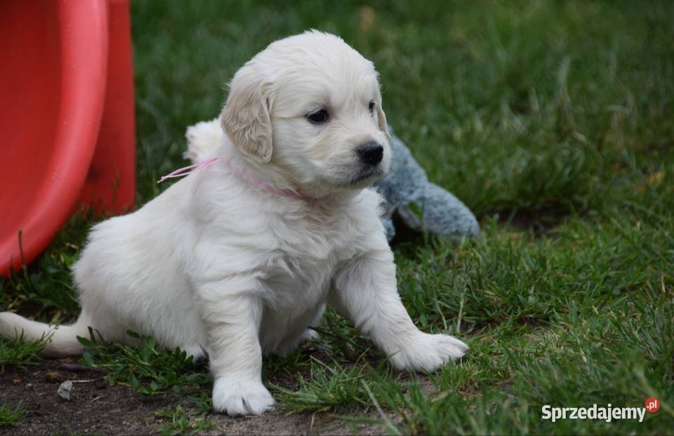 Golden Retriever szczenięta ZKWP FCI Łochów