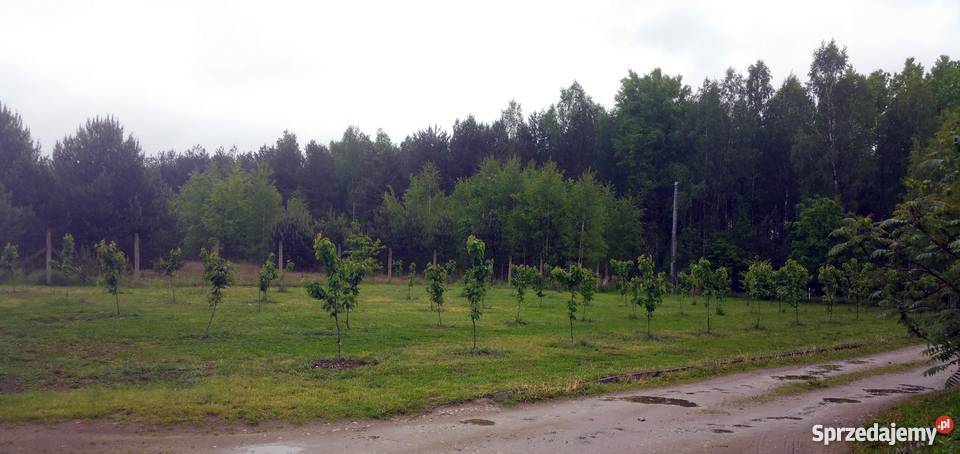 Dom 600m2 w stanie surowym zamkniętym na działce wolnostojący Tarczyn