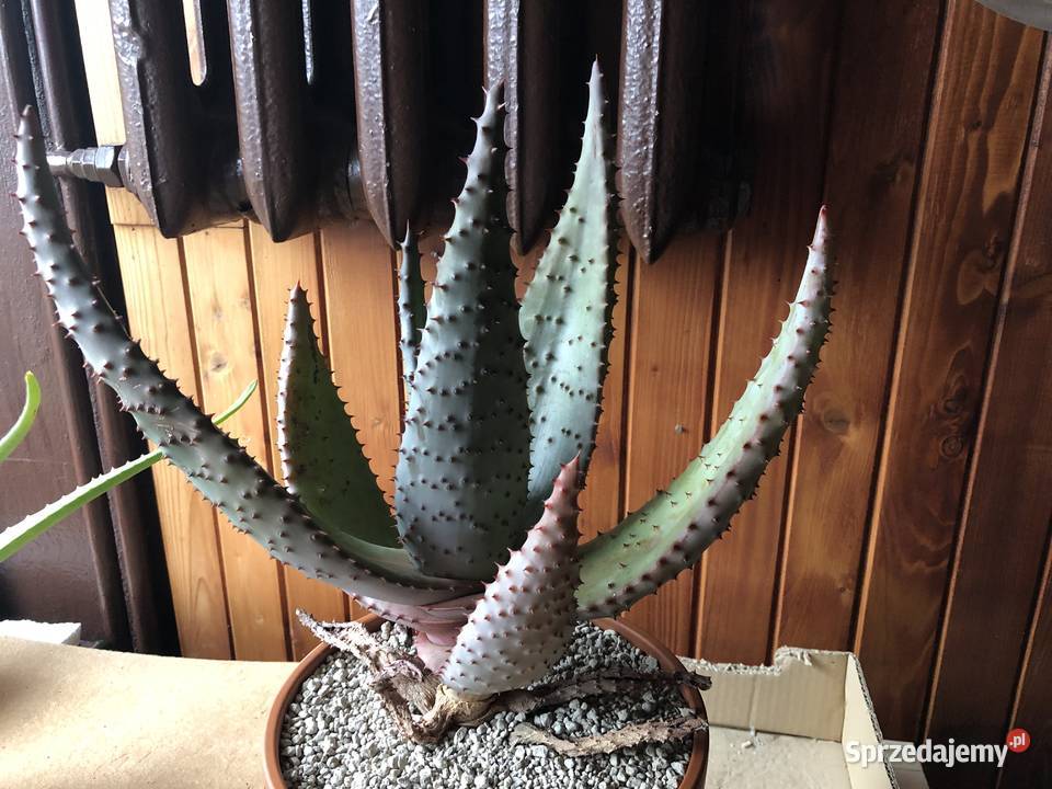 Aloe Ferox aloes uzbrojony piękna i rzadka mazowieckie Piastów