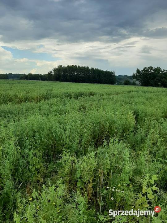 Groch Batuta na siew poplon paszę gołębi Zboża Błędowa Tyczyńska