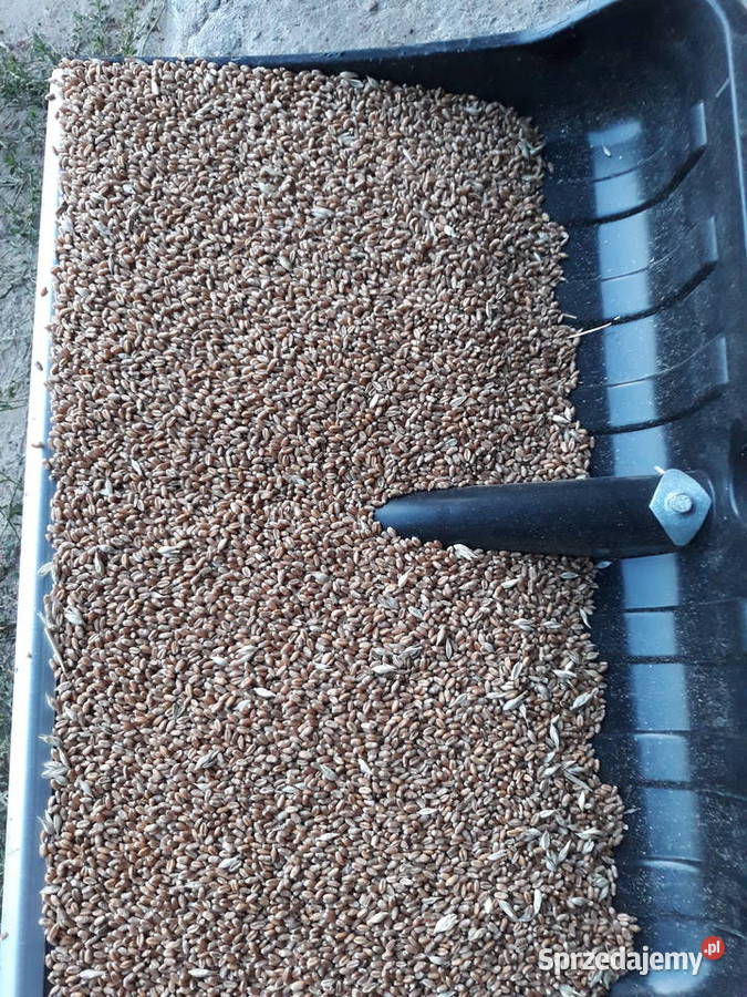 Pszenica ozima Julius Szadek