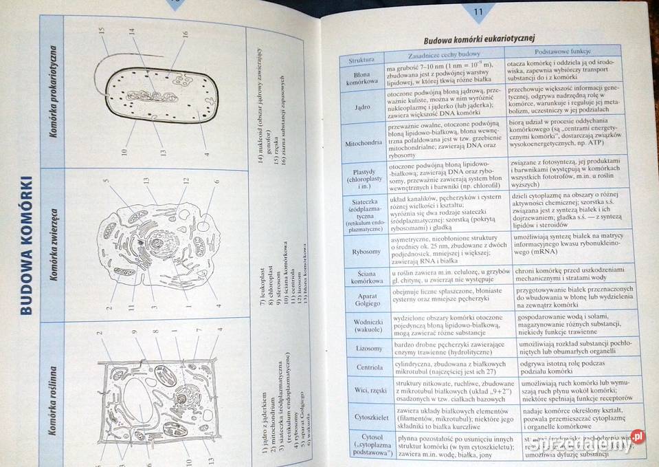 Bioligia Małe tablice W Mizerski B Bednarczuk I Chełm