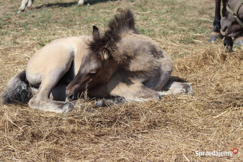 Ogierki odsadki konika polskiego 4 sztuki Zwierzęta sprzedam