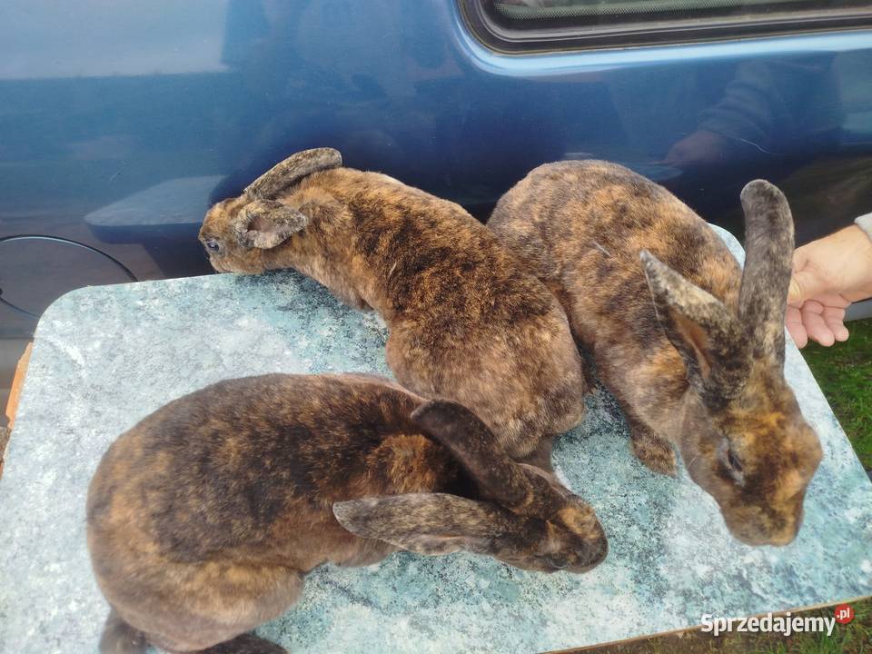 Kruliki japońskie Zwierzęta Białkowo