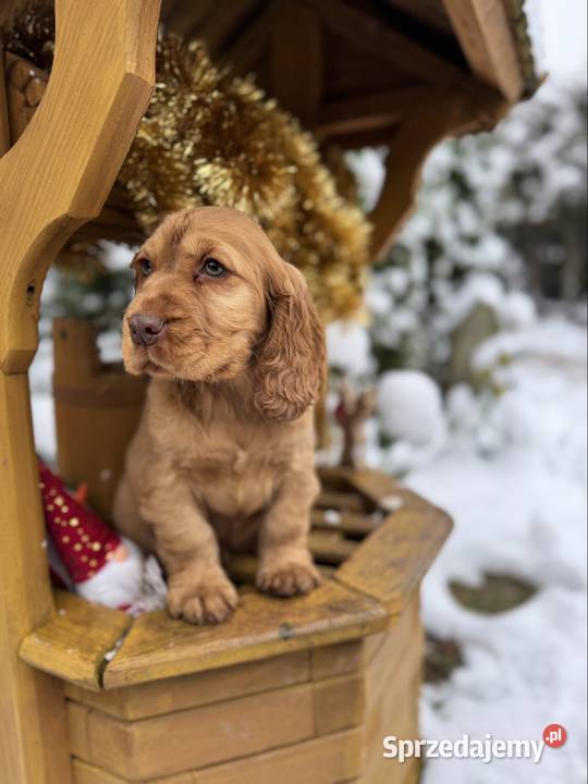 Wyjątkowy piesek Cocker Spaniel Angielski złoty Cocker Spaniel Kielce sprzedam