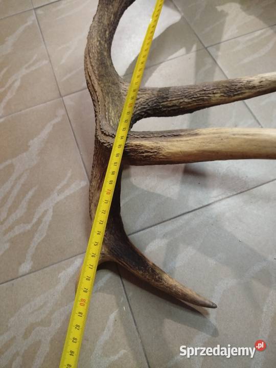 Poroże Wieniec Jelenia