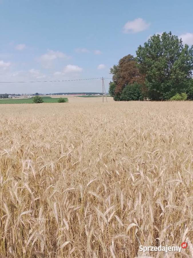 Słoma pszenżyto 10ha mazowieckie Przasnysz