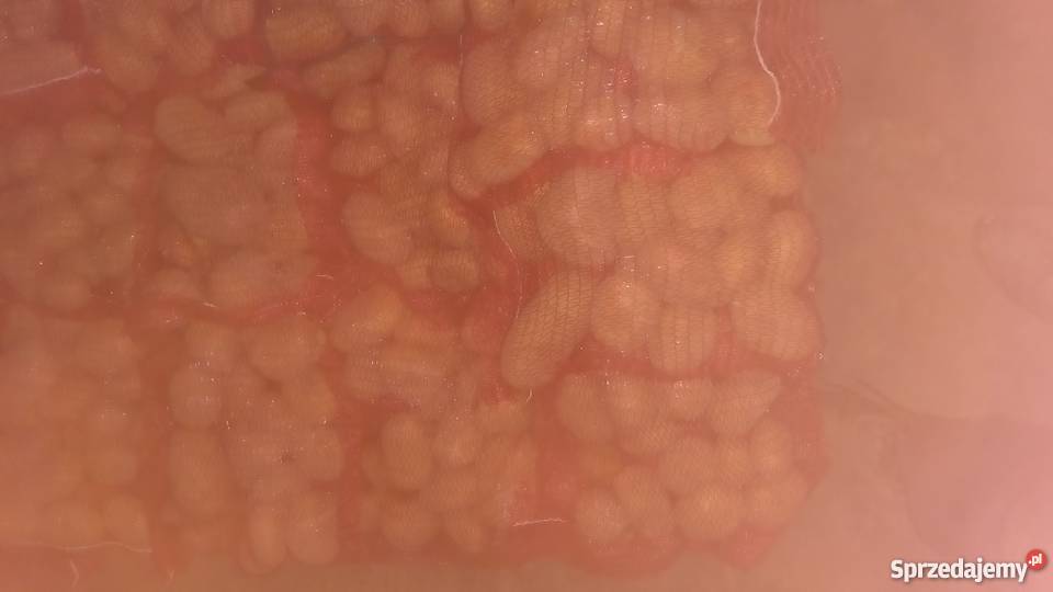 Sprzedam ziemniaki jadalne Marabell Bellarosa Borów-Kolonia