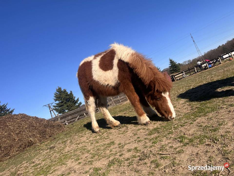 Klacz kucyka Iława sprzedam