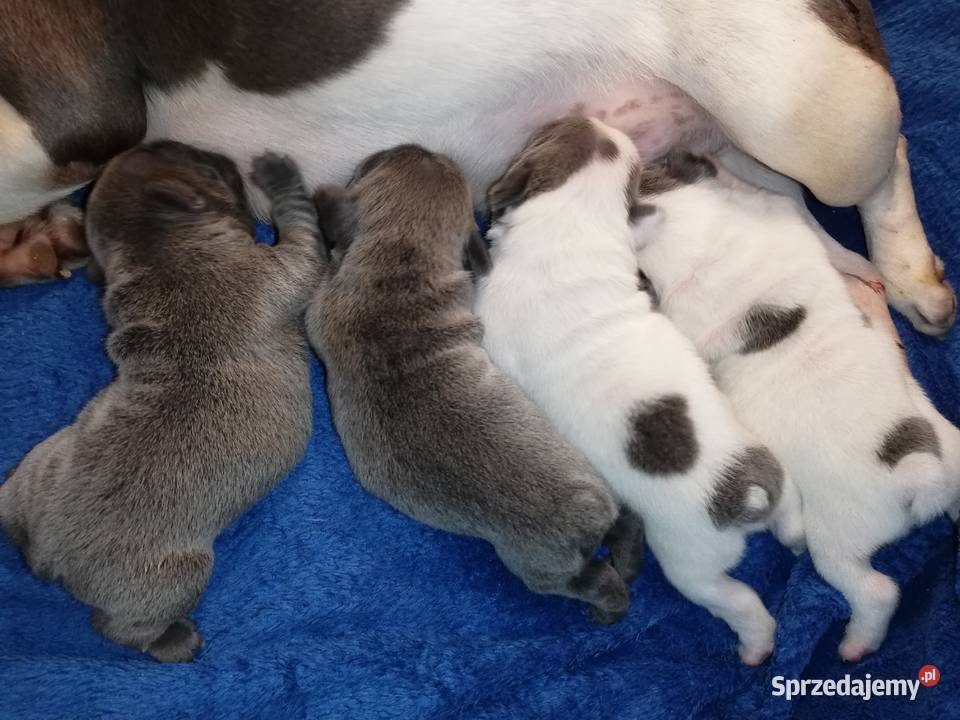 buldog francuski niebieskie i białoniebieskie dolnośląskie Borzęcin