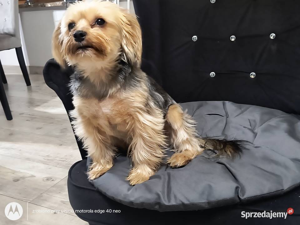 Yorkshire Terrier Turznice