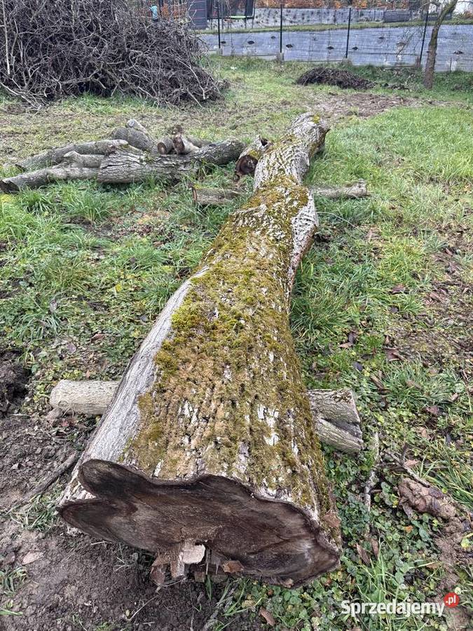 Orzech włoski 2 55 m i 4 m średnica 60 Wieliczka