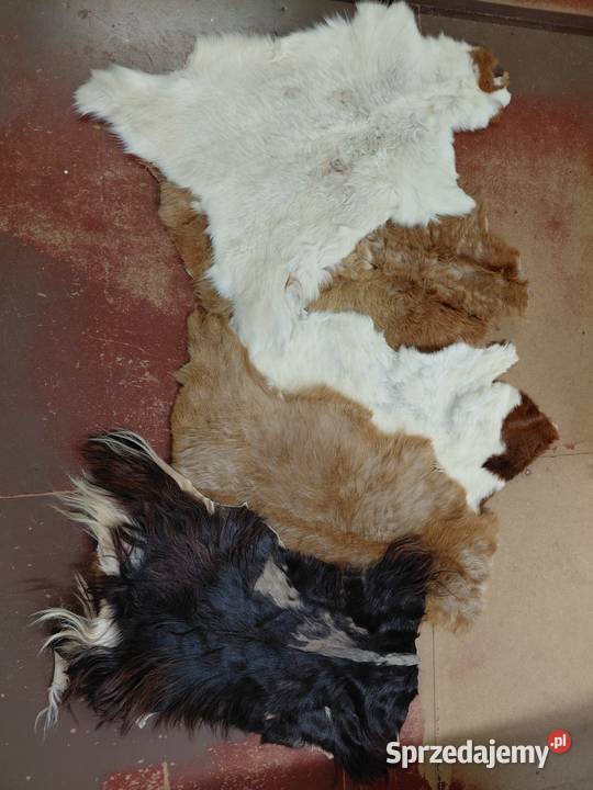 PAKIET SKÓR Kozich 5 Sztuk Skóry kozie 2 Klasa Szaflary