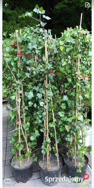 Szybki Żywoplot Bluszcz Hedera Helix mazowieckie Jasieniec sprzedam