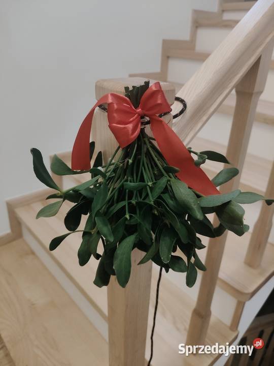 Jemioła bożonarodzeniowa piękne duże kule Sułów sprzedam