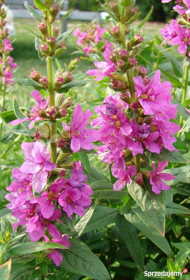 HIT Krwawnica pospolita Idealna do każdego Poznań