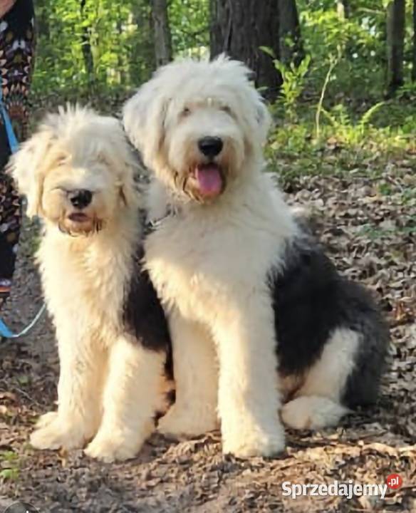 Owczarek staroangielski bobtail szczeniaki Owczarek wielkopolskie Kostrzyn sprzedam
