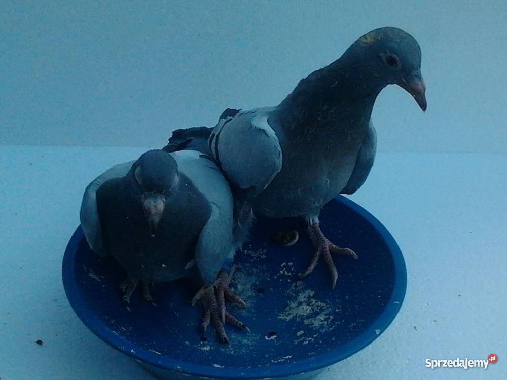młode gołębie pocztowe