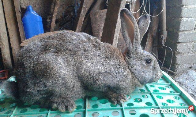 Sprzedam króliki hodowlanemieszańce BO wyprzedaż Pozostałe Stawiski