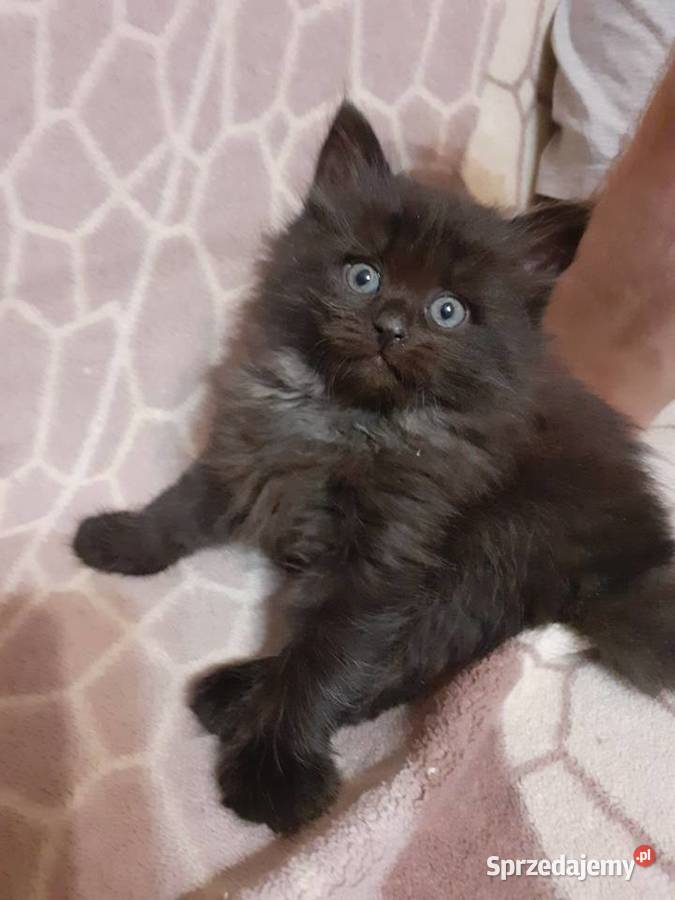 Zjawiskowy Czarny Kocurek Syberyjski Ares Sochaczew